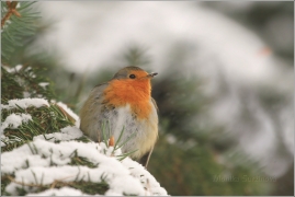 <p>ČERVENKA OBECNÁ (Erithacus rubecula) /European robin - Rotkehlchen/</p>